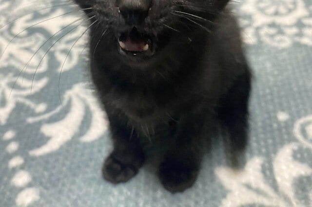 「ママニンゲンー」保護された子猫の、健気な報告姿に注目集まる