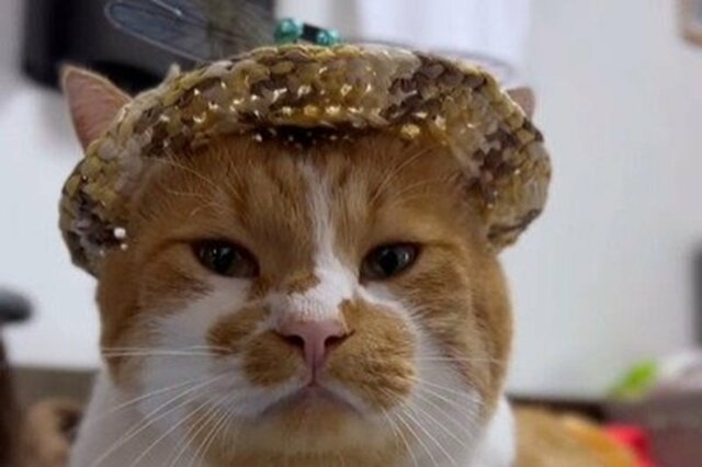 帽子をかぶり「散歩の準備」ができた猫ちゃん　急に「まったりモード」になった理由がかわいい
