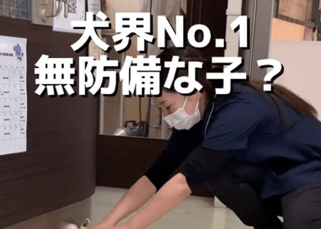 警戒心ゼロ！お腹丸出しで体重を測られるチワワに反響。動物病院での無防備な姿に「愛され上手！」「可愛いけど心配」の声