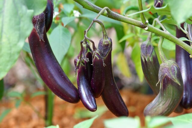 まるで「生物のような茄子」　今にもニョロニョロと動き出しそうな姿に「もう生きてるでしょ」