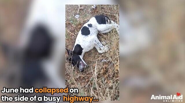 【保護犬】高速道路脇で倒れていた犬　優しさがつないだ命の軌跡に「助けてくれてありがとう」