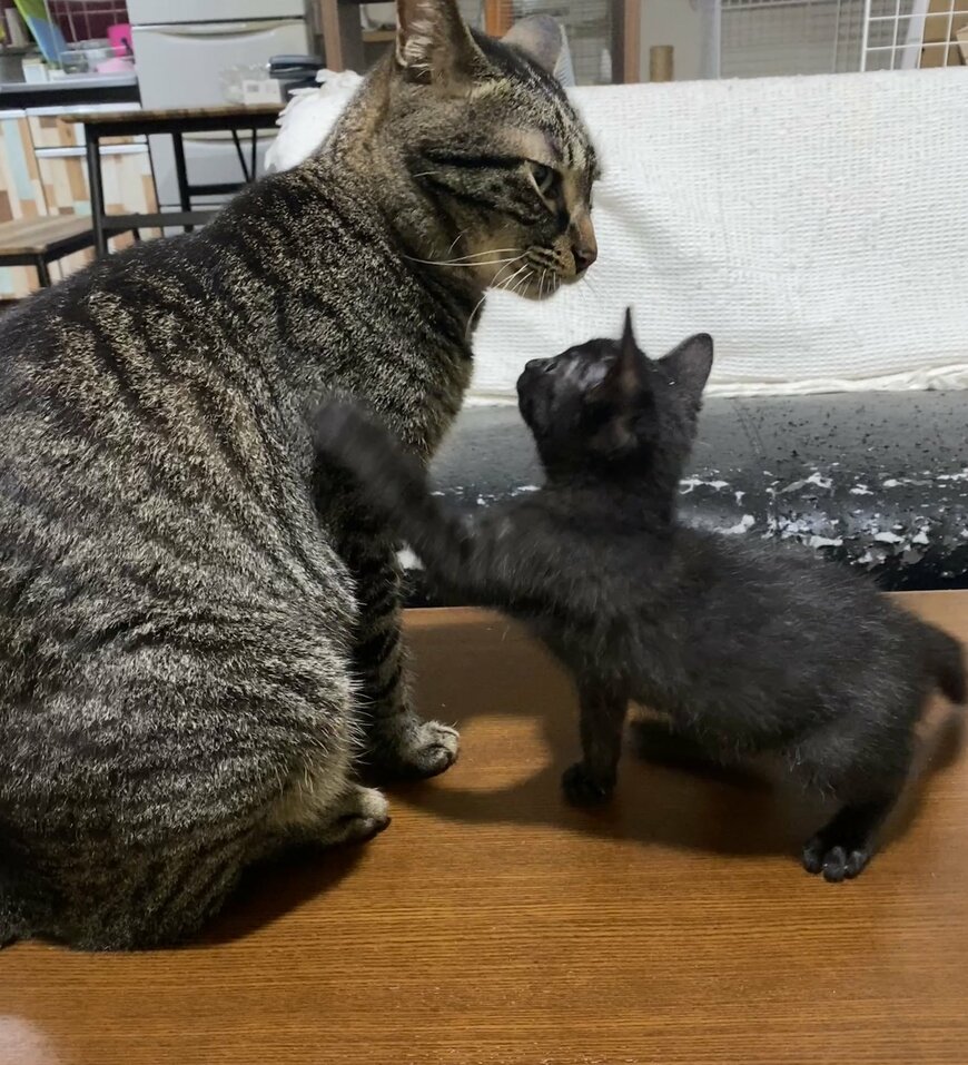 出所：@00shitemita