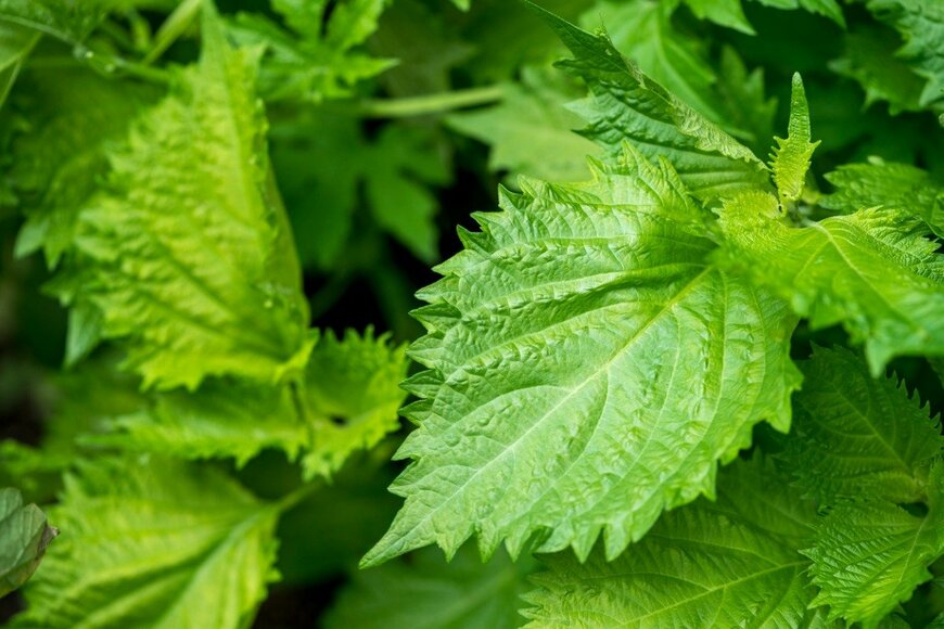 Shun Tokiya/istockphoto.com