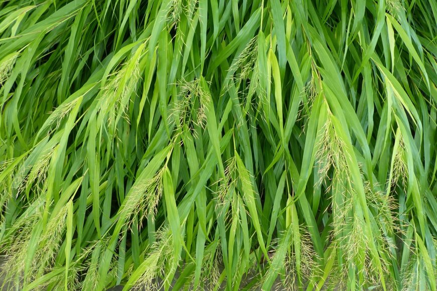 guentermanaus/shutterstock.com