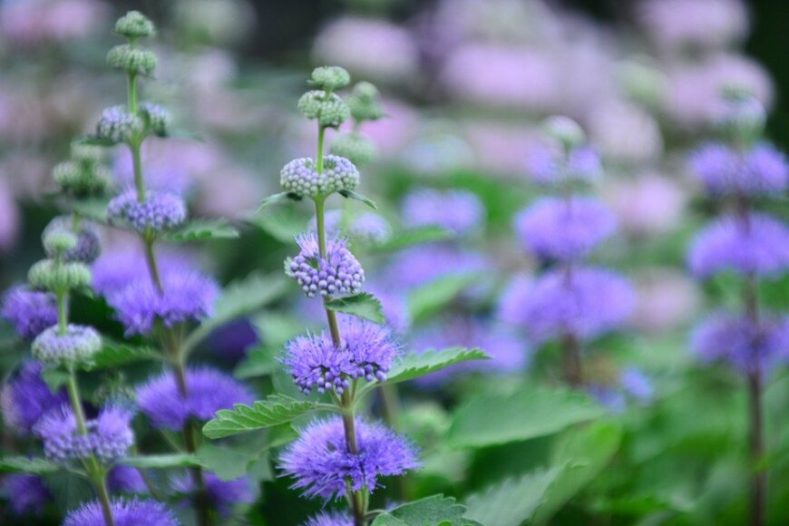 magicflute002/istockphoto.com