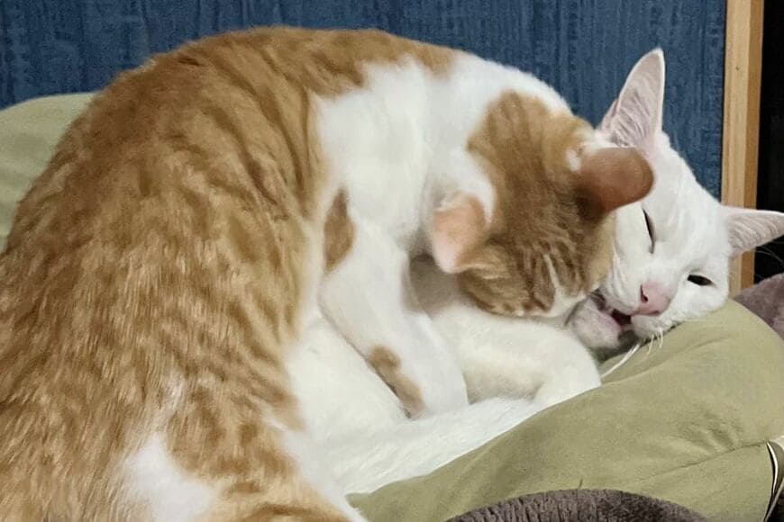 【かわいいが大渋滞】後輩猫に「寝込みを襲われた先輩猫」　直後の光景に思わずほっこり