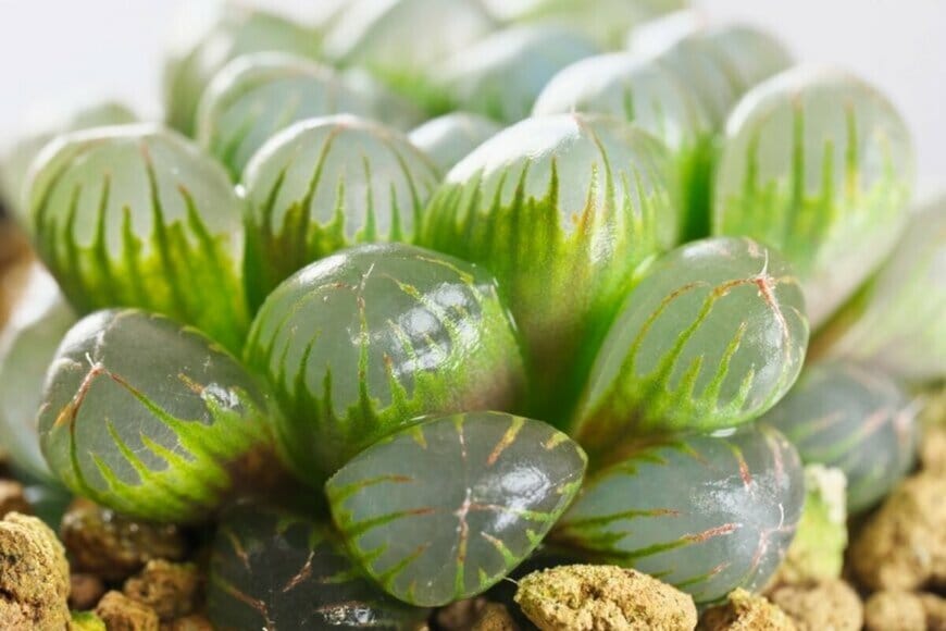 Khun Ta/shutterstock.com