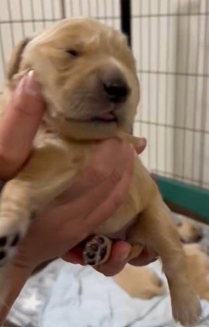 出所：@pu_channeldesu