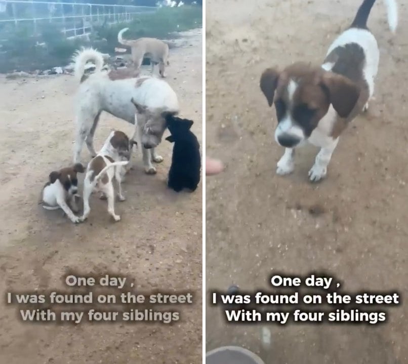 出所：<u><a href="https://www.instagram.com/p/DZ7p1cFPXkb/" target="_blank">@dog_and_cat_rescue_samui</a></u>