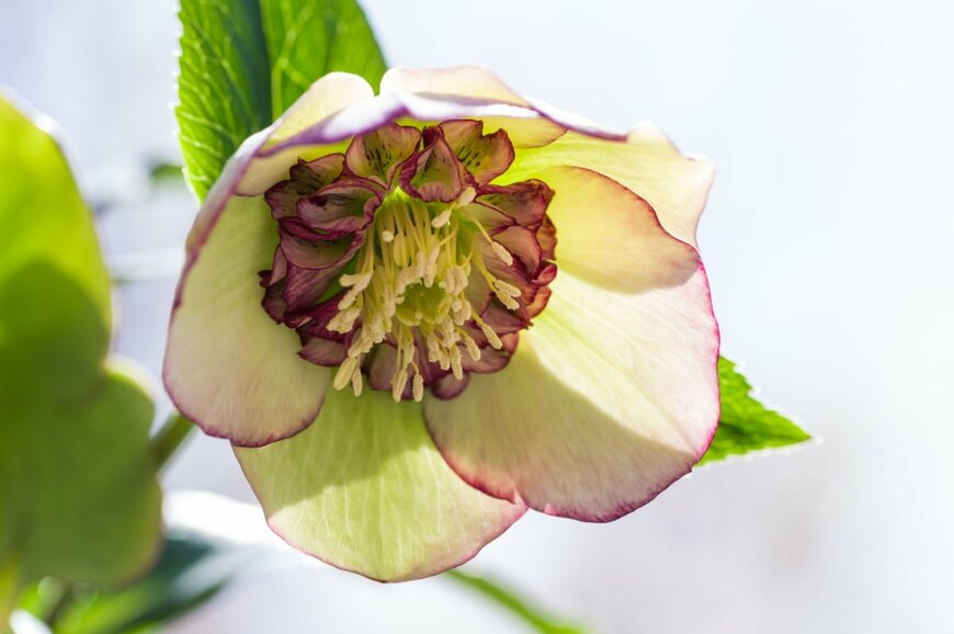 H.Tanaka/shutterstock.com