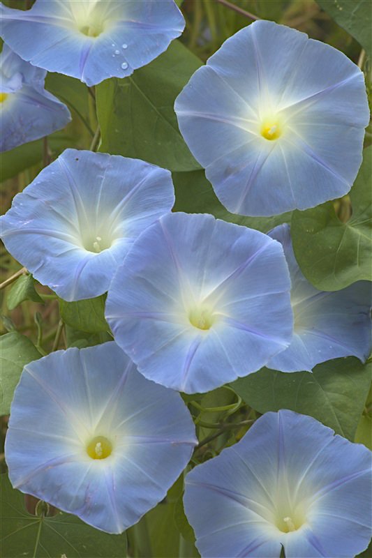 セイヨウアサガオの「ヘブンリーブルー」