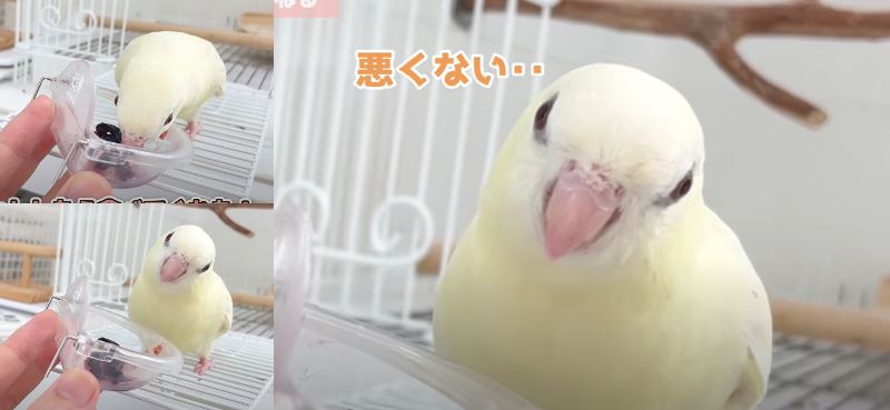 出所：@anz_omomiri