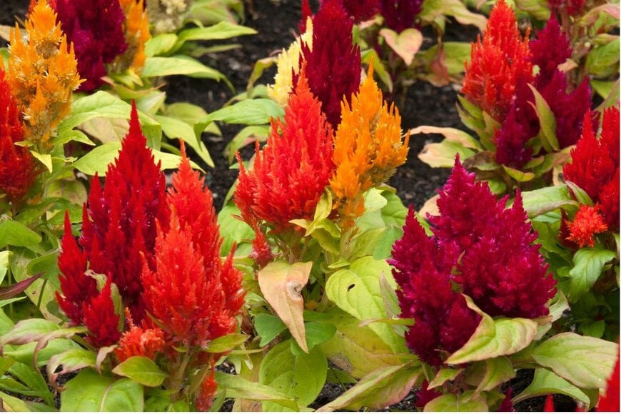 Karin de Mamiel/istockphoto.com