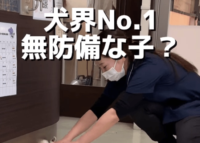警戒心ゼロ！お腹丸出しで体重を測られるチワワに反響。動物病院での無防備な姿に「愛され上手！」「可愛いけど心配」の声