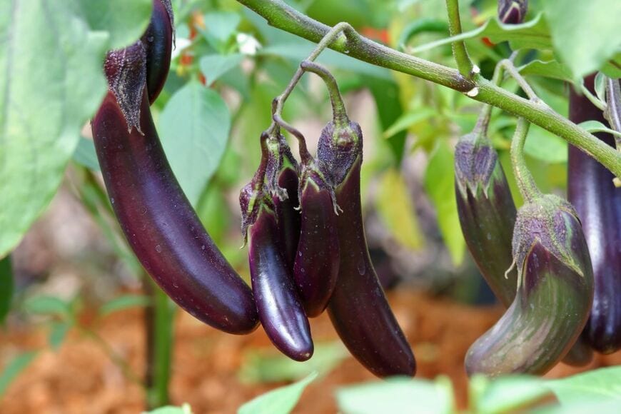 まるで「生物のような茄子」　今にもニョロニョロと動き出しそうな姿に「もう生きてるでしょ」