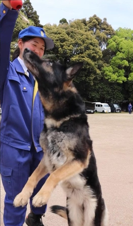 【警察犬】おもちゃ大好き！滋賀県警の警察犬・シェパードのナナは8歳「足跡追及」の警察犬として任務遂行！「キャッチしてやったぜ」