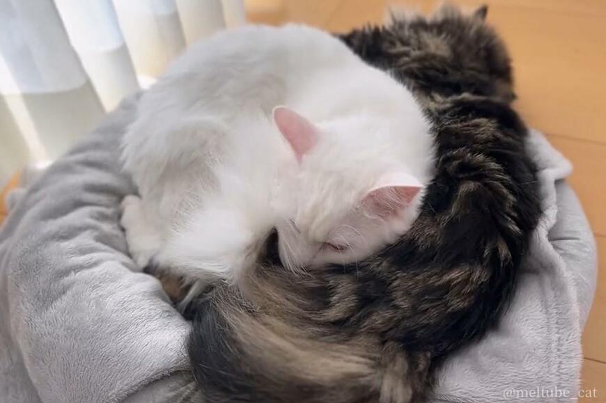 出所：@meltube_cat