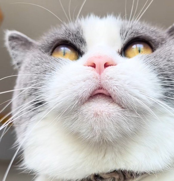 出所：＠creo101creo