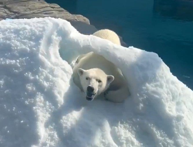 【神戸市立王子動物園】「ついに全身通り抜け成功！」雪山に自分で掘ったトンネルに大喜びのホッキョクグマがかわいすぎる（兵庫県）