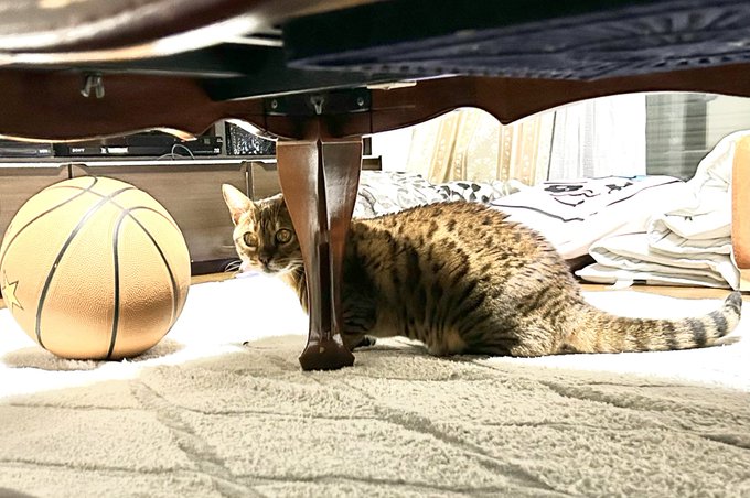 出所：@Beercat_Ana_Dar