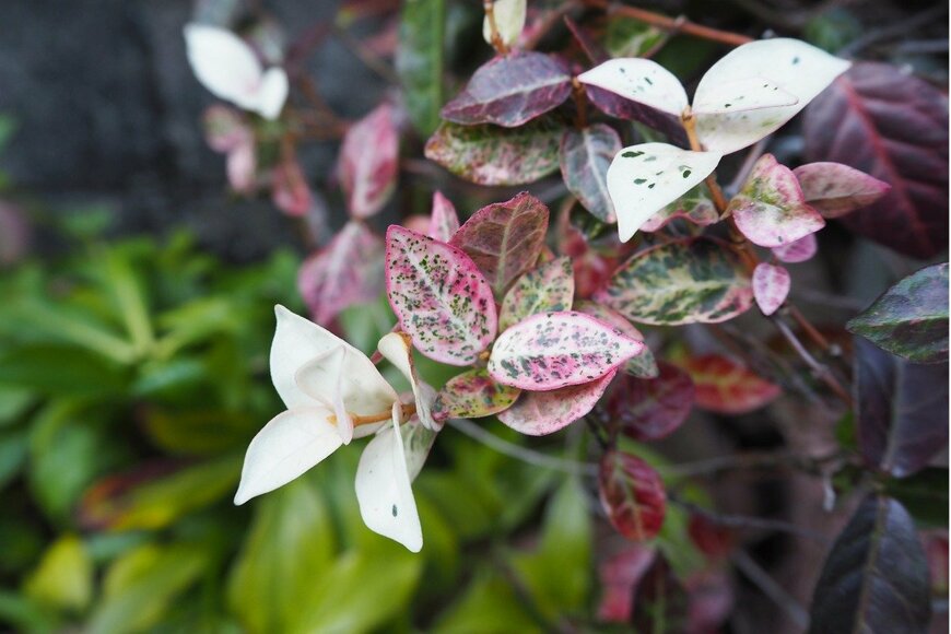 ハツユキカズラ　poteco/istockphoto.com