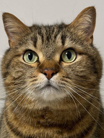 出所：@donguri_manch