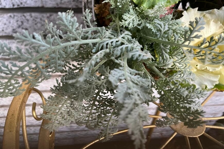 撮影：LIMOガーデニング部