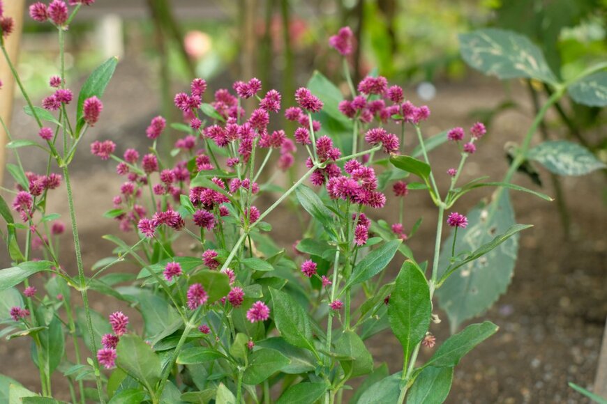 shepherdsatellite/shutterstock.com