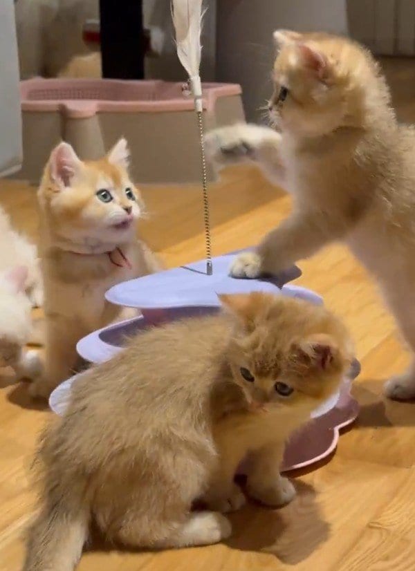 【子猫に胸キュン】好き過ぎてされるがまま…子猫の「どうぞ」とばかりの体勢が可愛くて悶絶！