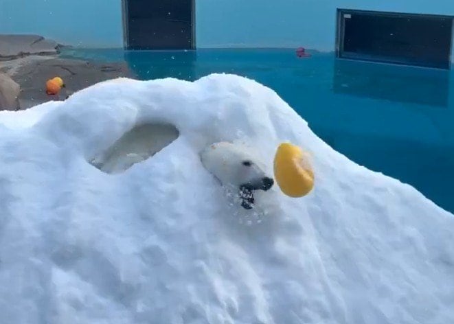 出所：@kobeojizoo