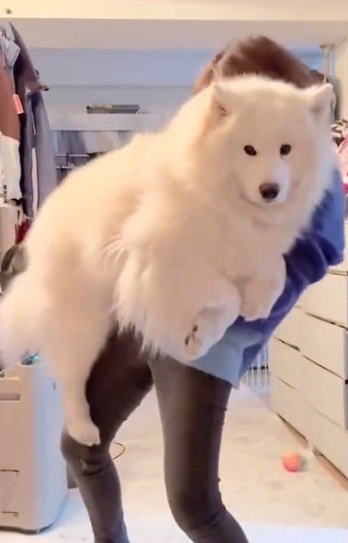 出所：@samoedsoran