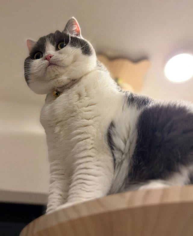 モフモフな猫ちゃんが見せた完璧な「おにぎり」姿に癒やされる！「ホロホロ崩れる系のおにぎりですね」の声