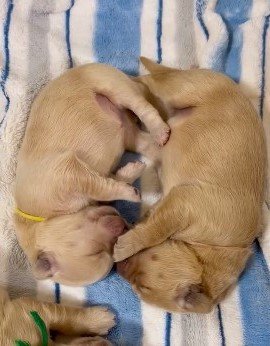 出所：@pu_channeldesu