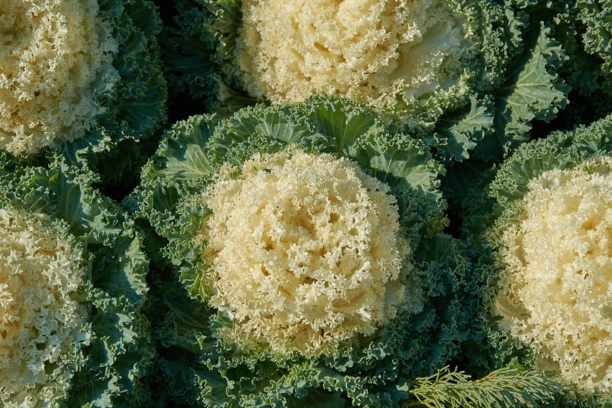 IrynaL/shutterstock.com