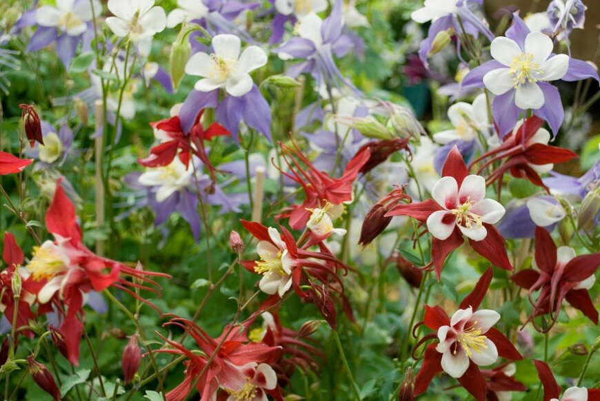 angelaflu/shutterstock.com