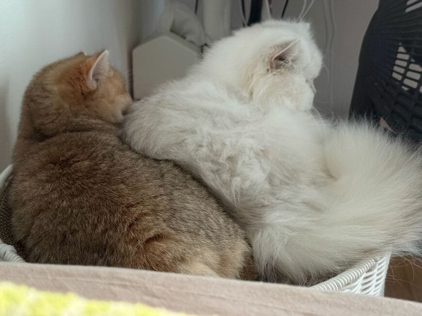 出所：@momosuikitty