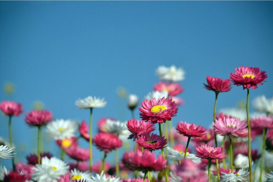 KarenHBlack/Shutterstock.com