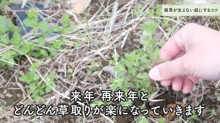 《園芸のプロが解説》年々ラクになる【庭の雑草対策】3つのコツ＆早めに抜いておきたい雑草4選