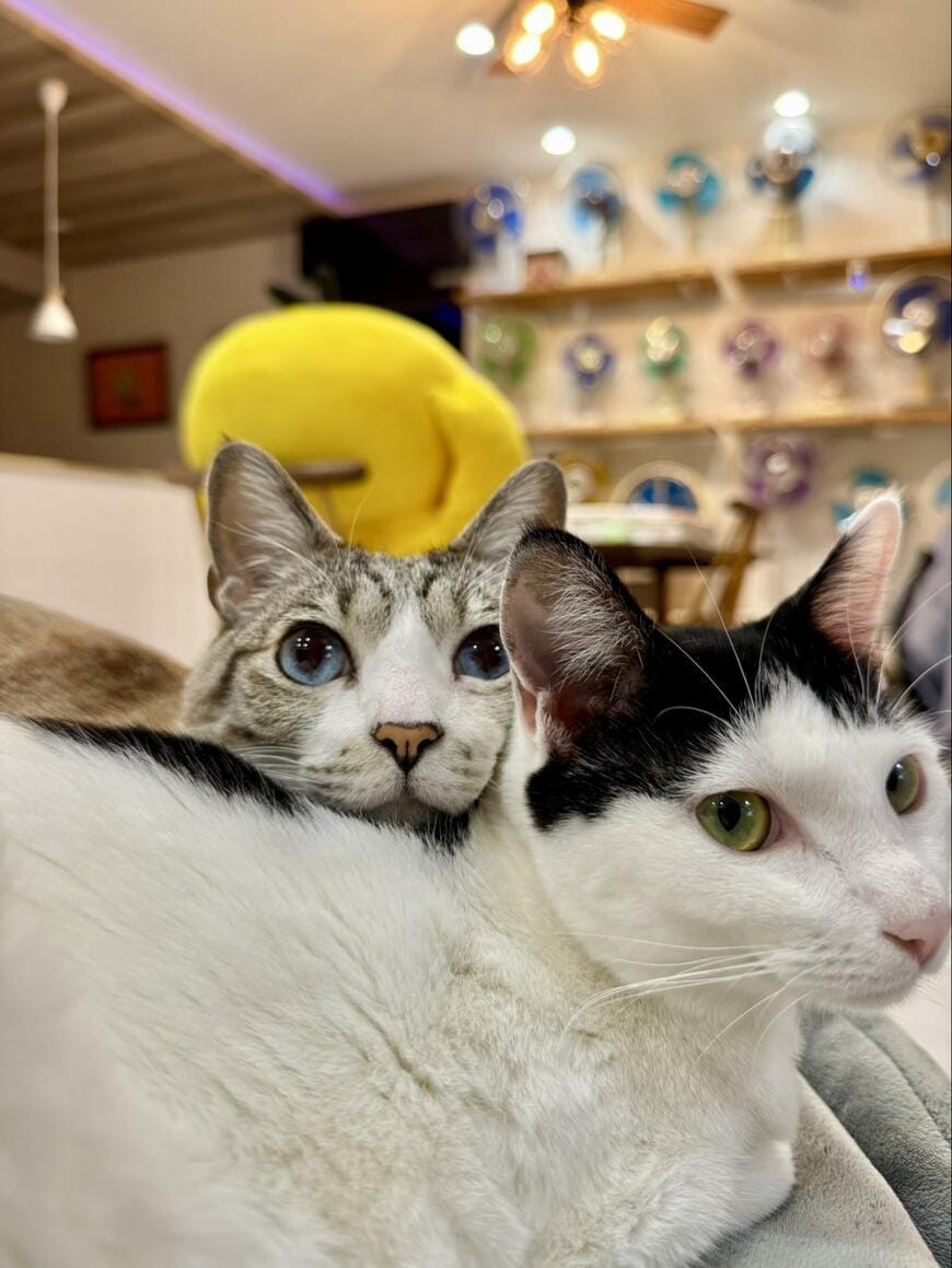 出所：@omochi_nam01