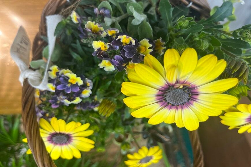 LIMOガーデニング部撮影