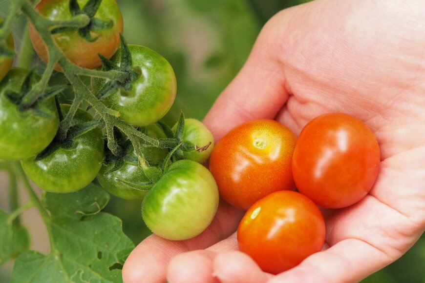 【春の家庭菜園】ベランダや庭で育てる定番野菜「ミニトマト」初心者もプランターでカンタン収穫