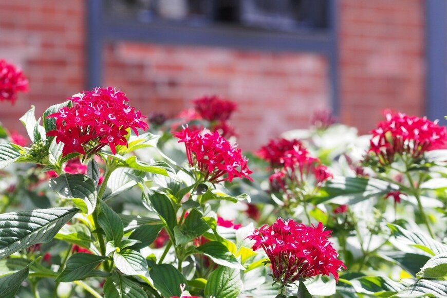 【初夏のガーデニング】花がキュートな「一年草7選」庭や花壇を可愛く飾る！
