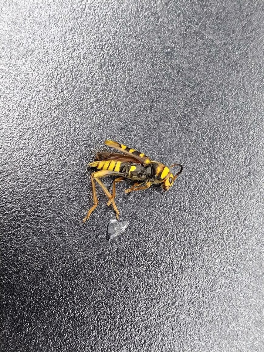 ハチのような生物