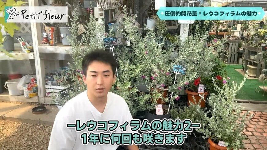 出所：プチフルール 園芸Ch公式YouTube