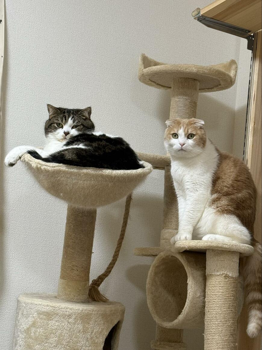 カニカマを見る猫