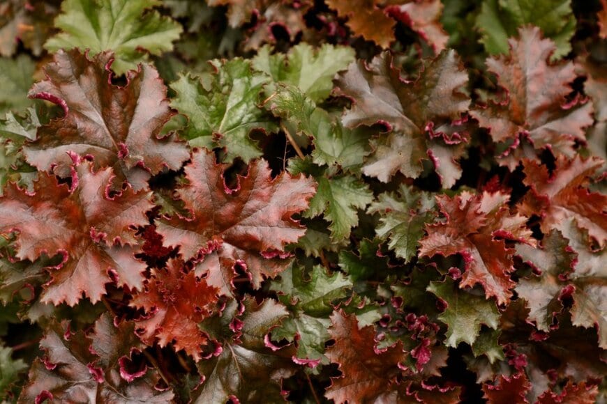 葉色が美しい「ヒューケラ」