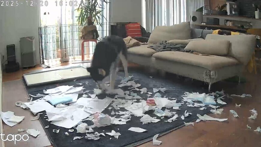 犯行の瞬間をバッチリ撮影