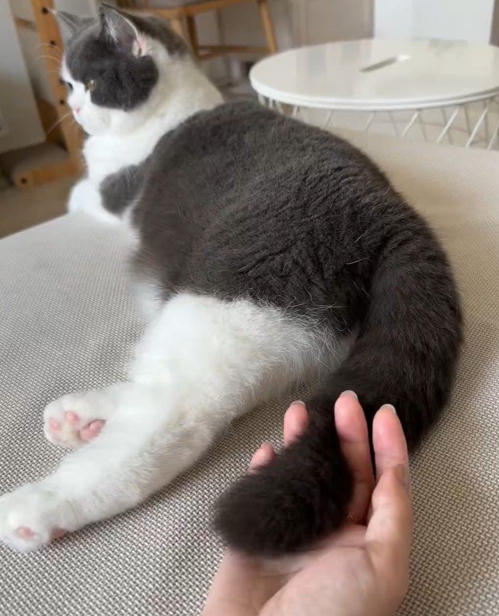 飼い主の手と猫の尻尾