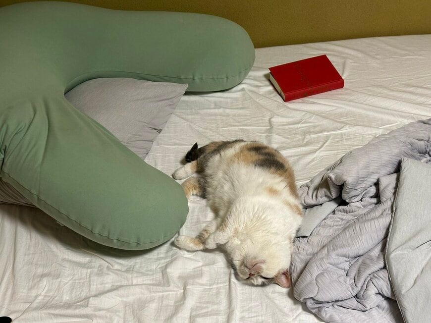 特等席の確保に成功したねねちゃん