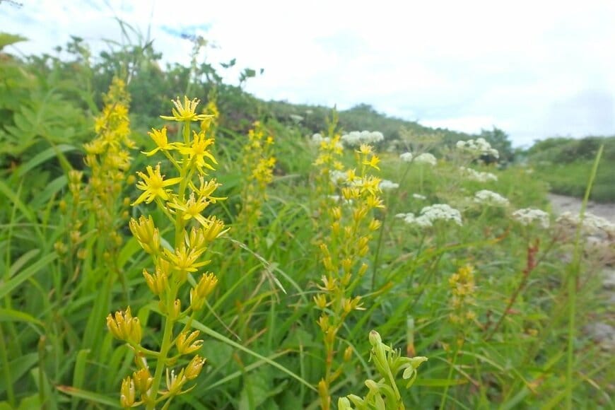 登山道わきで黄色い花を咲かせている、キンコウカ